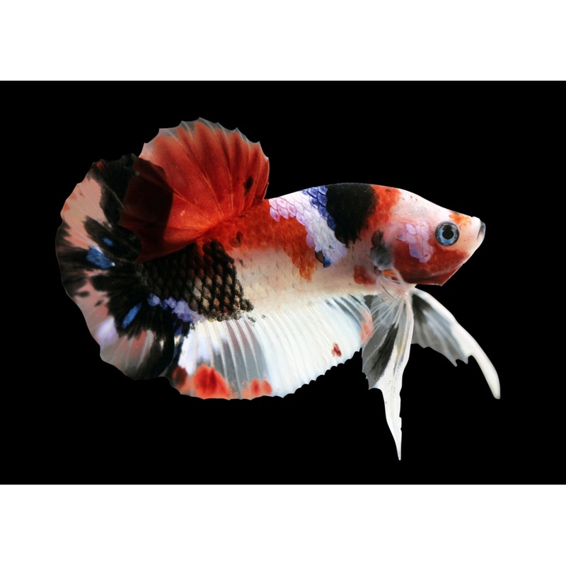Fighter Male Koi