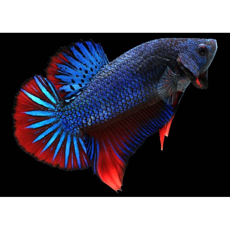 Fighter - Shortfin Giant Male