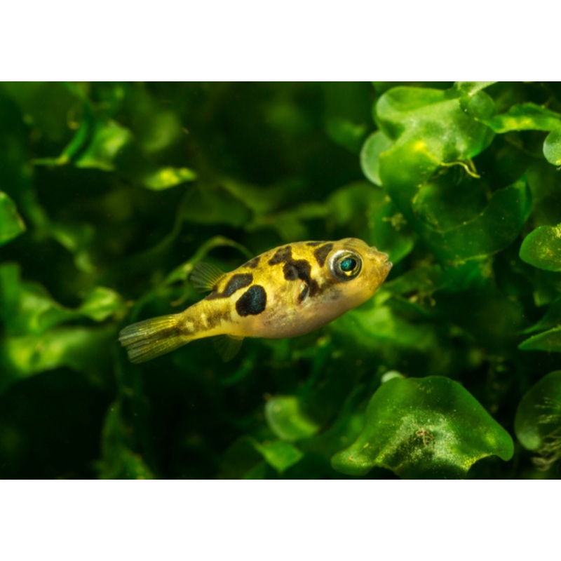 Freshwater Dwarf Pea Puffer - Carinotetraodon Travancoricus