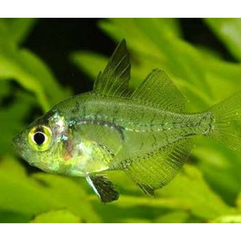 Glass Fish -Chanda