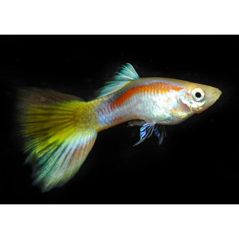Guppy Male Laser
