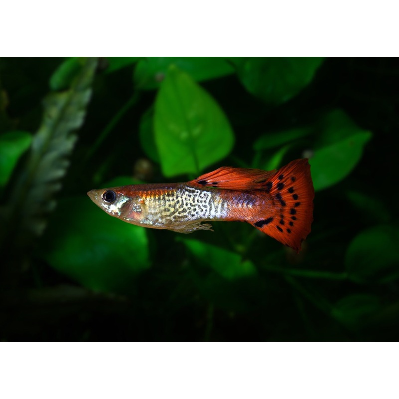 Guppy Male Red Cap Cobra