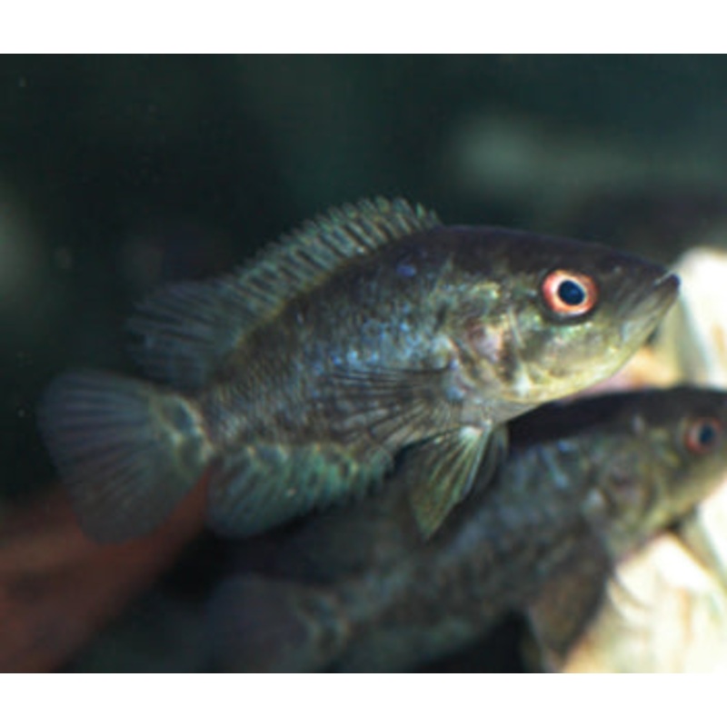 Jaguar Cichlid - Managuense