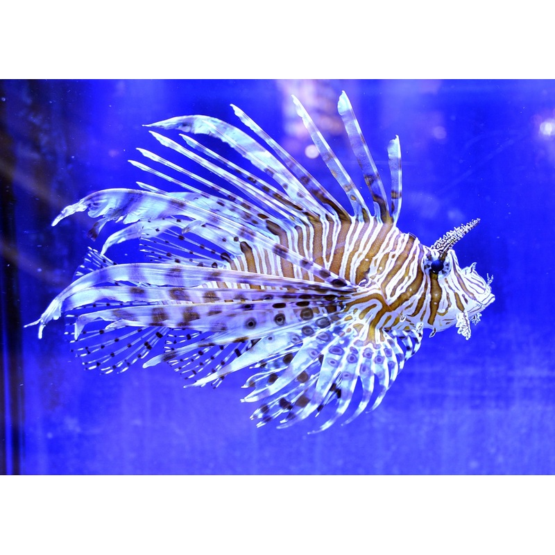 Lionfish - Volitan