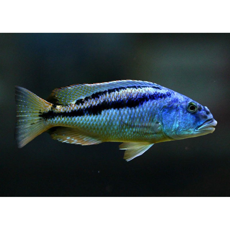 Malawi Hawk - Aristochromis christyi