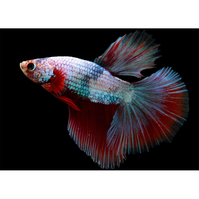 Male Deltatail Betta