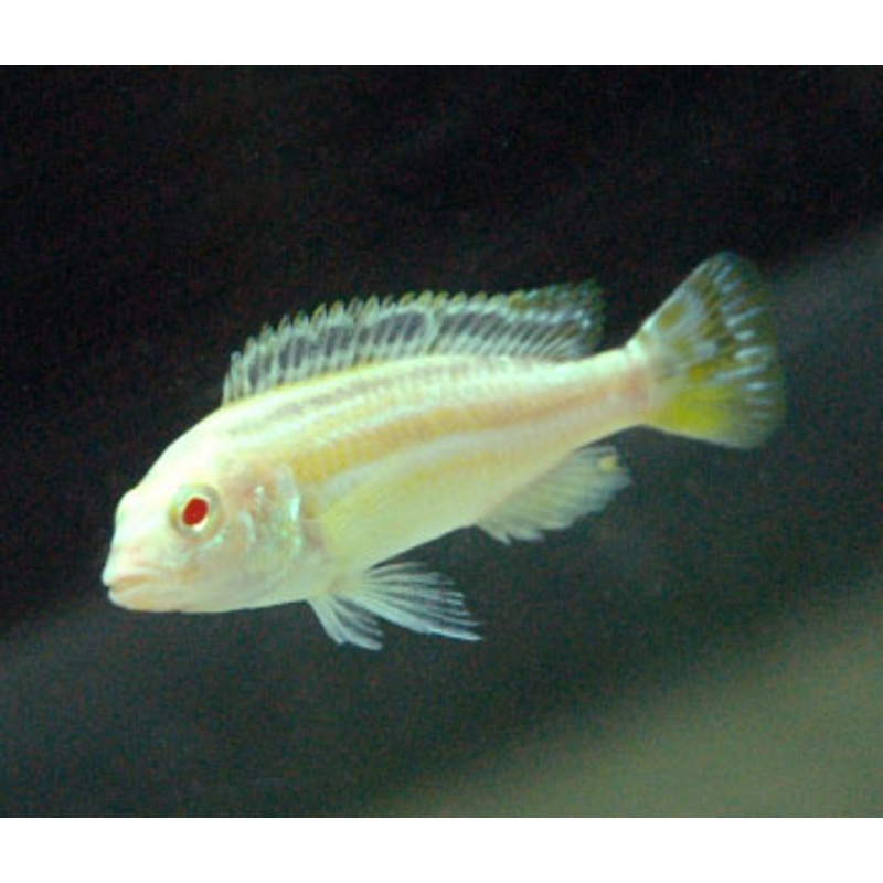 Melanochromis Auratus Albino