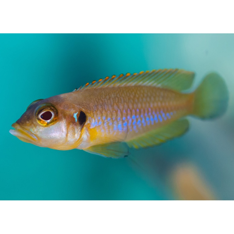 Neolamprologus Ocellatus Gold