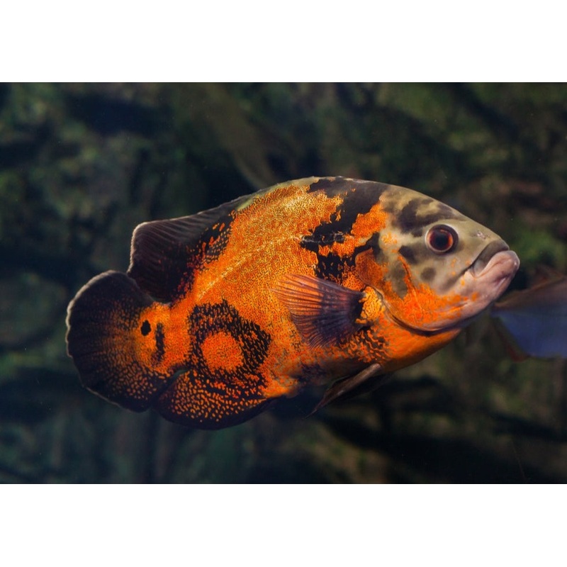 Oscar Red Tiger