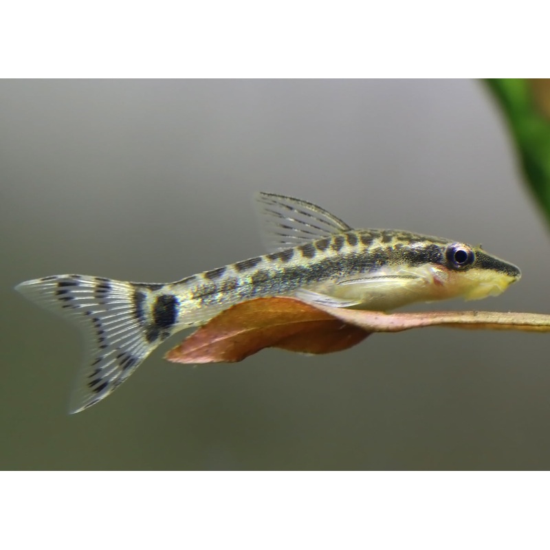 Otocinclus Catfish