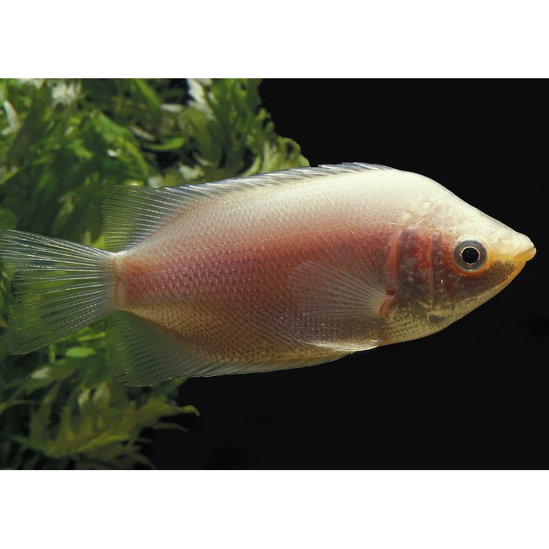 Pink Kissing Gourami