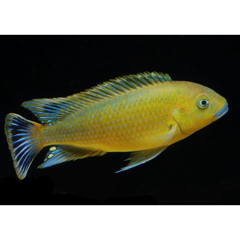 Pseudotropheus - Williamsi Blue Lip