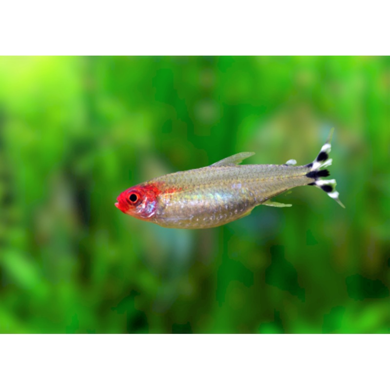 Rummynose Tetra Special (6 for $25)