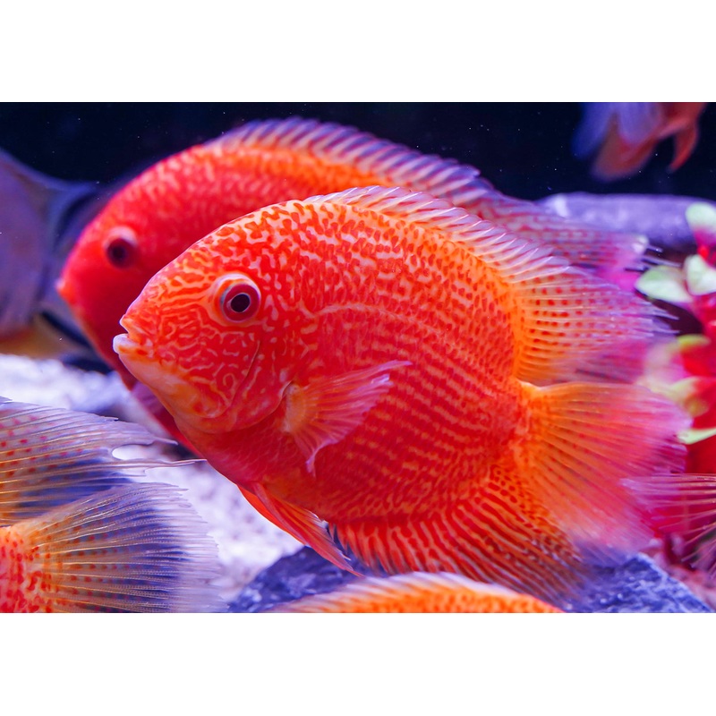 Severum - Red Spot