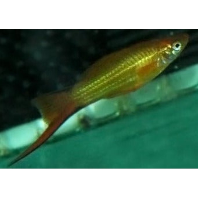 Swordtail 5 for $45
