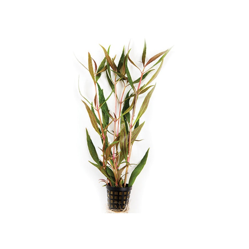 Telanthera in Mesh Pot