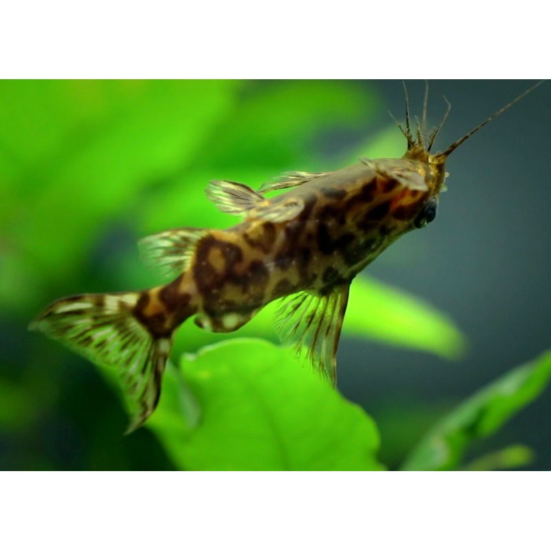 Upside Down Catfish