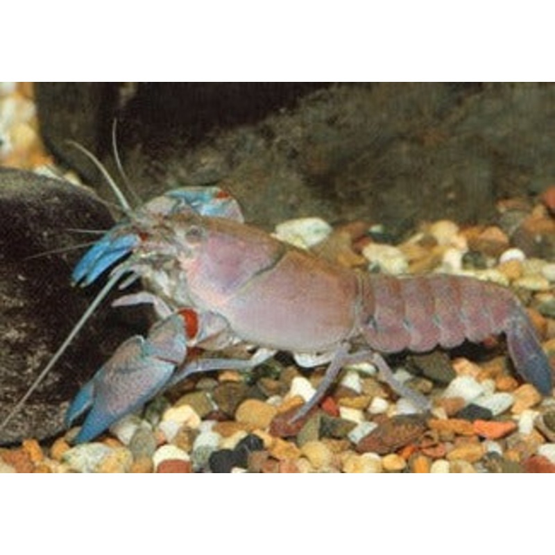 Yabbie $ 2.95