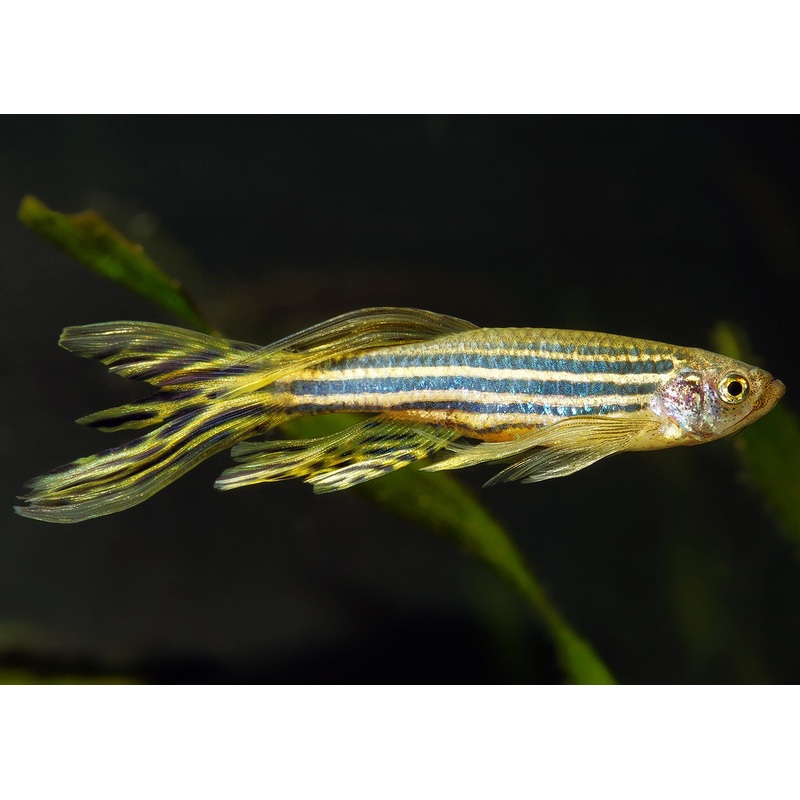 Zebra Danio - Longfin