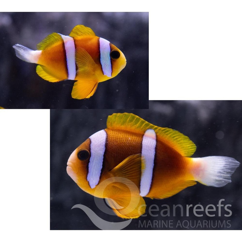 Barrier Reef Anemonefish