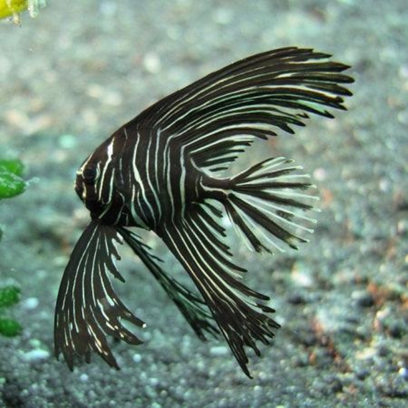 Batavia Batfish