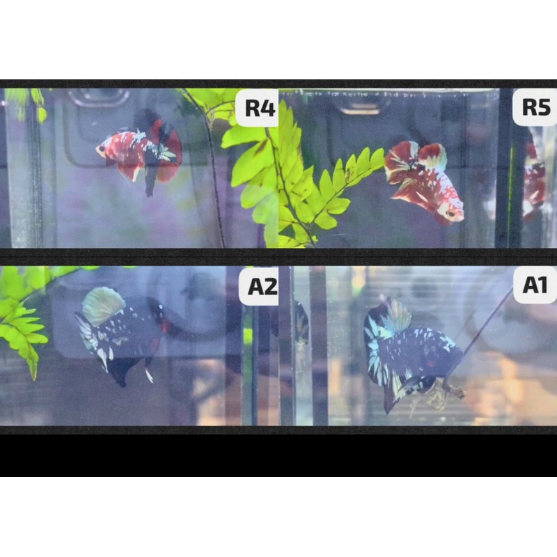 Betta - Assorted fancy - video