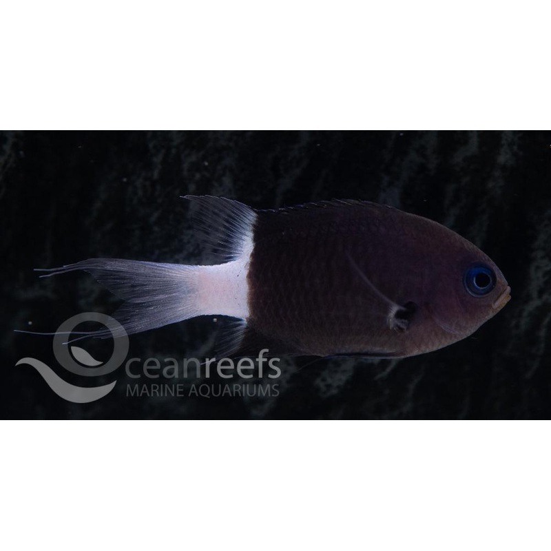 Bicolour Chromis