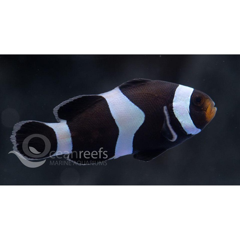 Black Ocellaris Clownfish