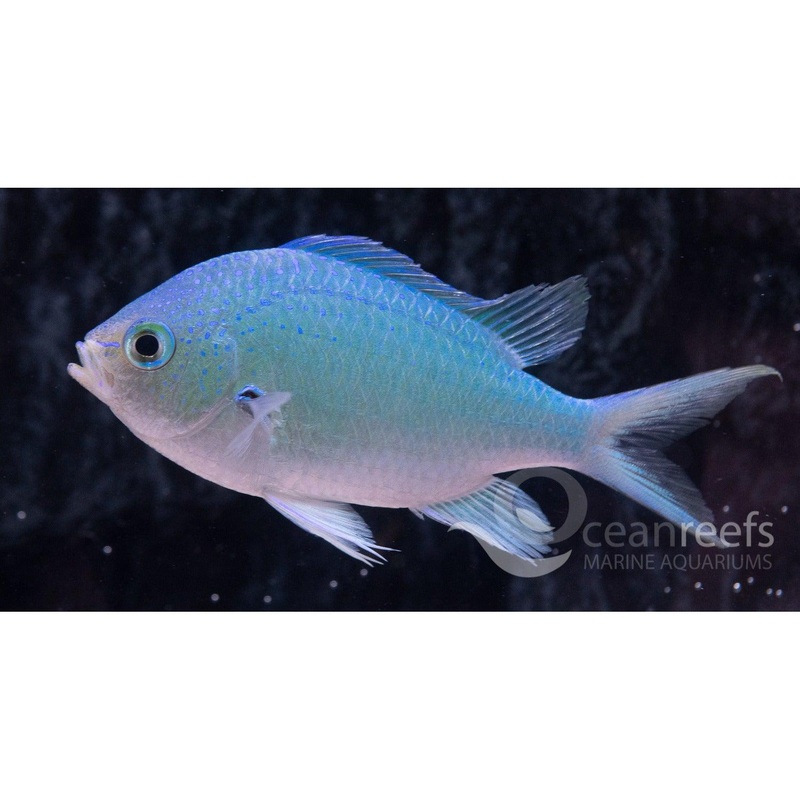 Blue Green Chromis
