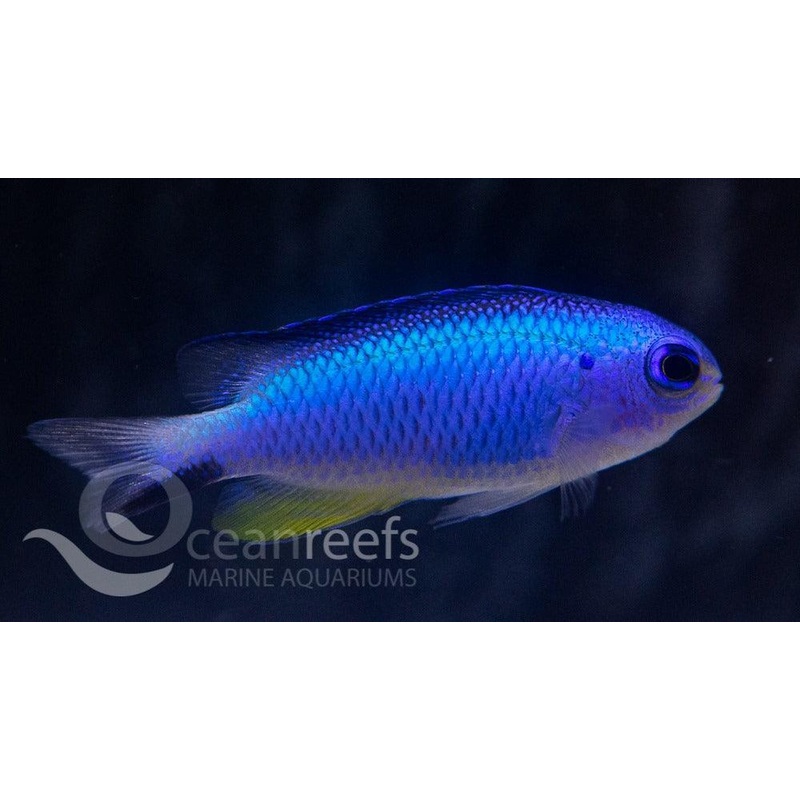 Blue Starkii damsel