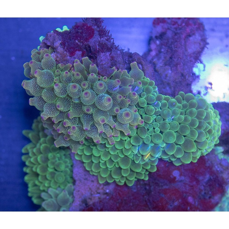 Bubble Tip Anemone