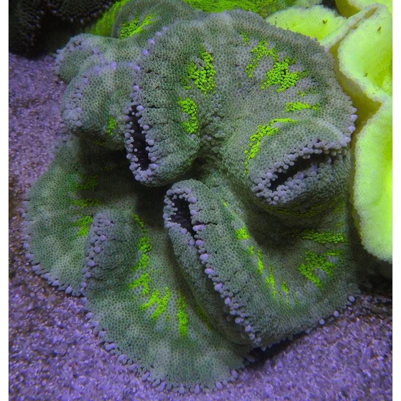Carpet Anemones