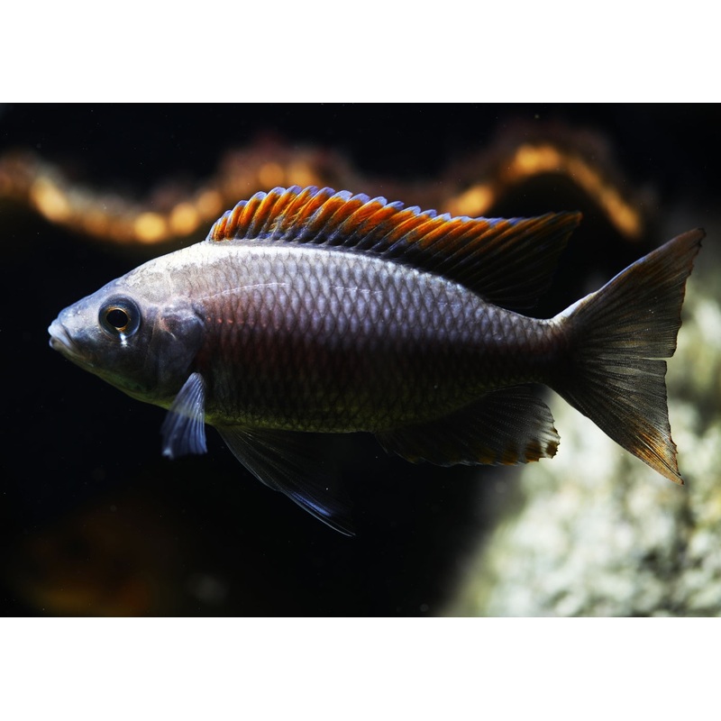 Copadochromis Virginalis "Firecrest"