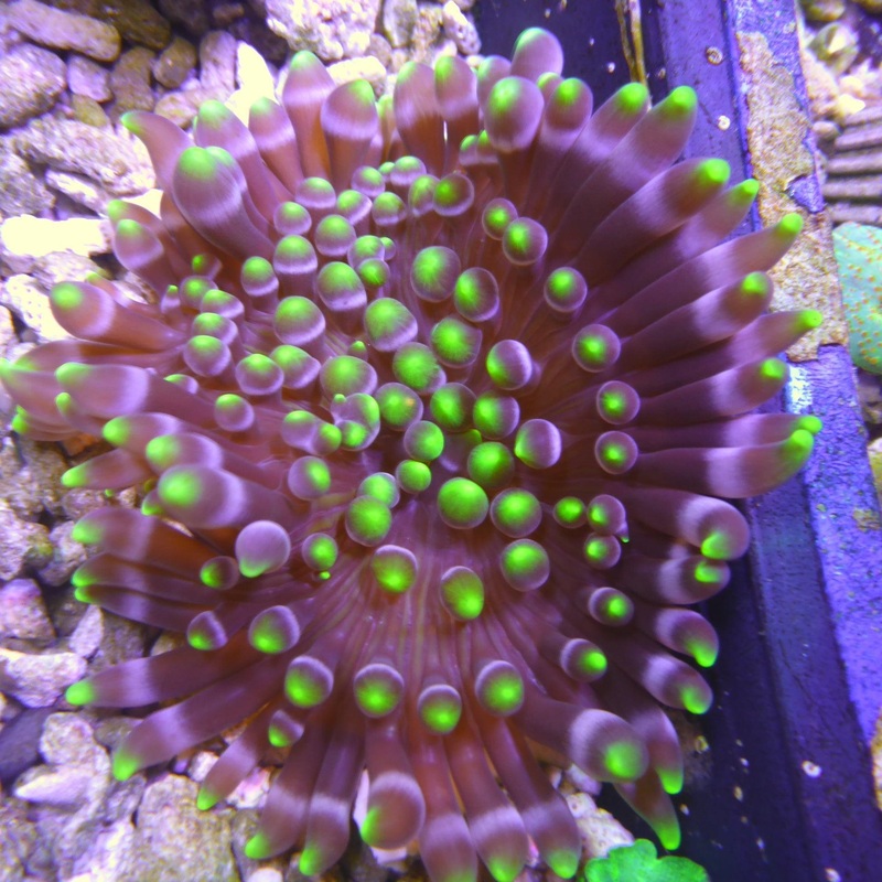 Crispa Anemone