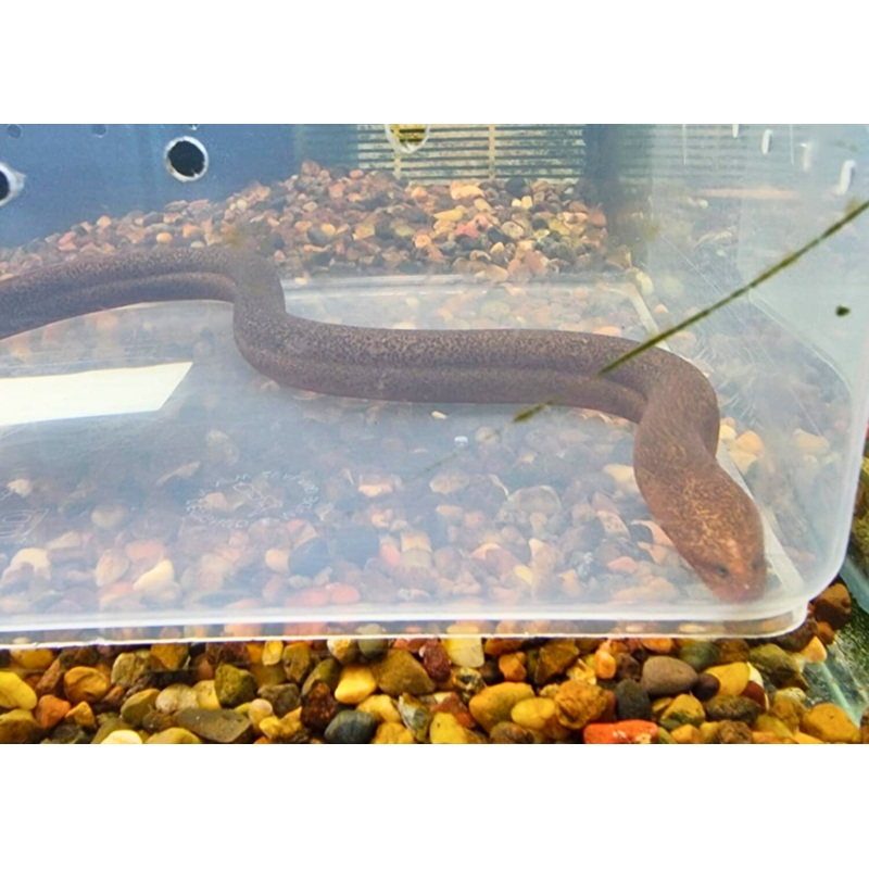 Eel - Single Gilled (Aust. Native)