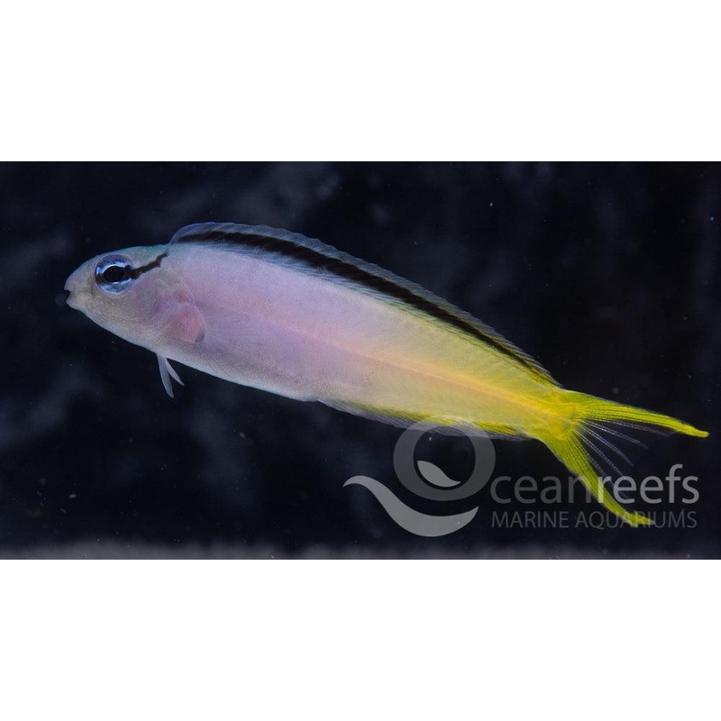 Fangtooth Blenny