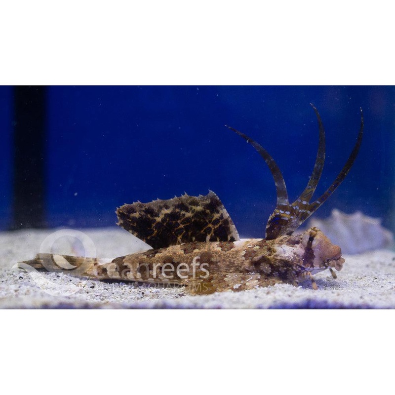 Finger Dragonet
