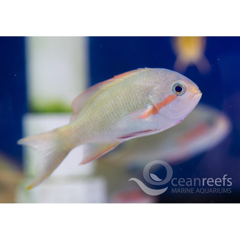 Huchtii Anthias