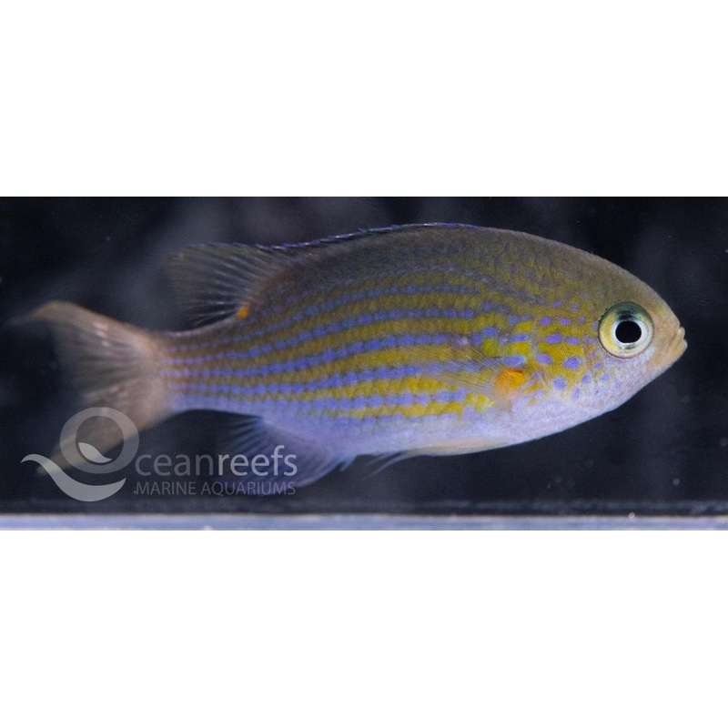 Lined Chromis