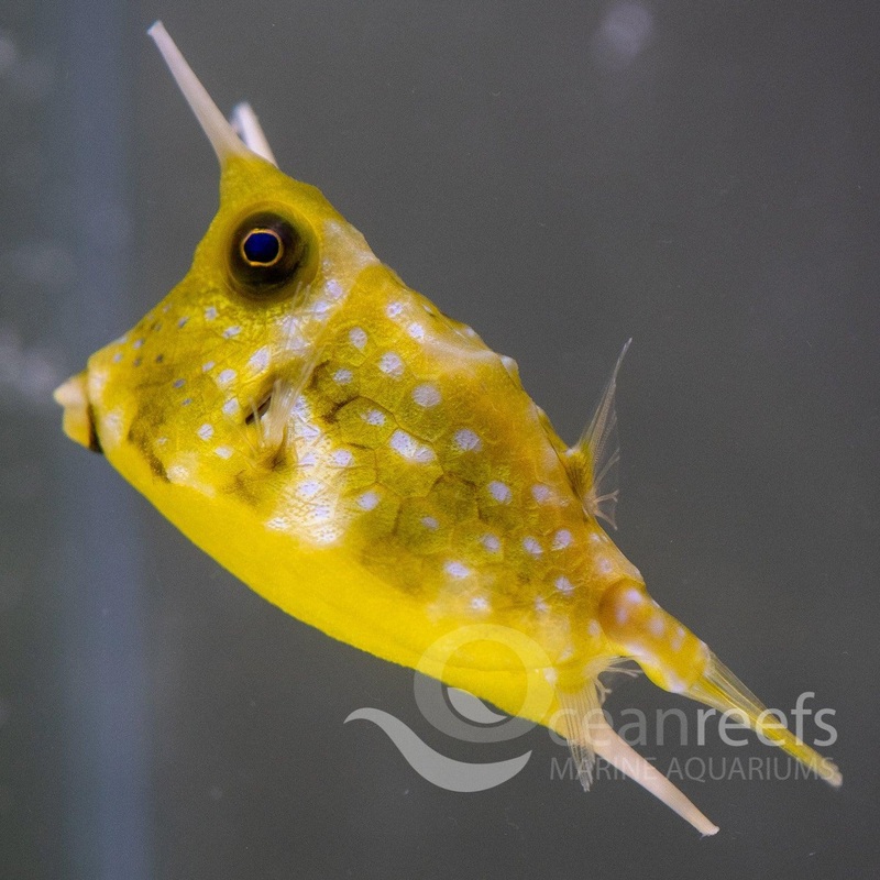 Long-horned Cowfish