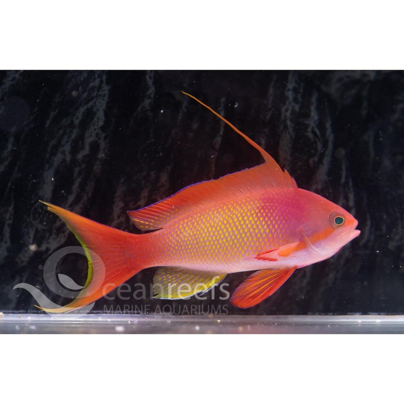 Lyretail Anthia (Male)