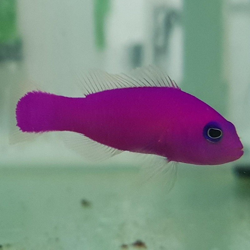 Magenta Dottyback