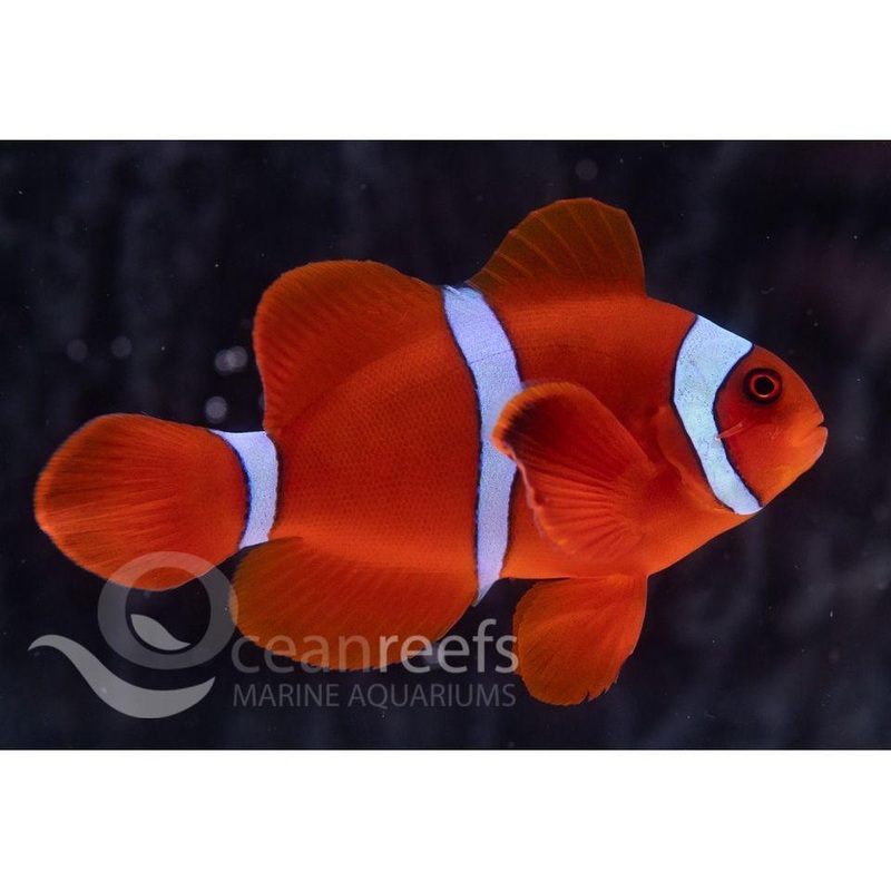 Maroon White Stripe Anemonefish