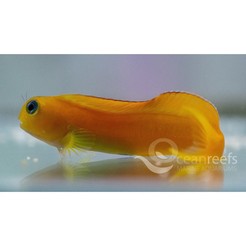 Midas Blenny