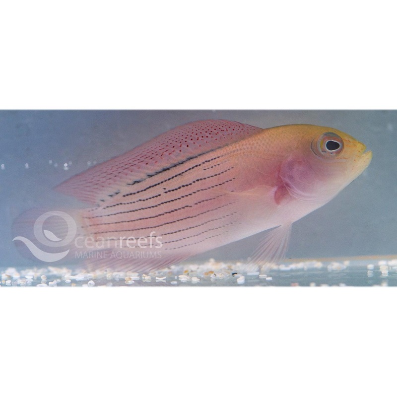 Multicoloured Dottyback