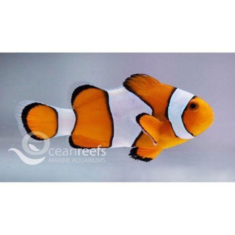 Ocellaris Anemonefish