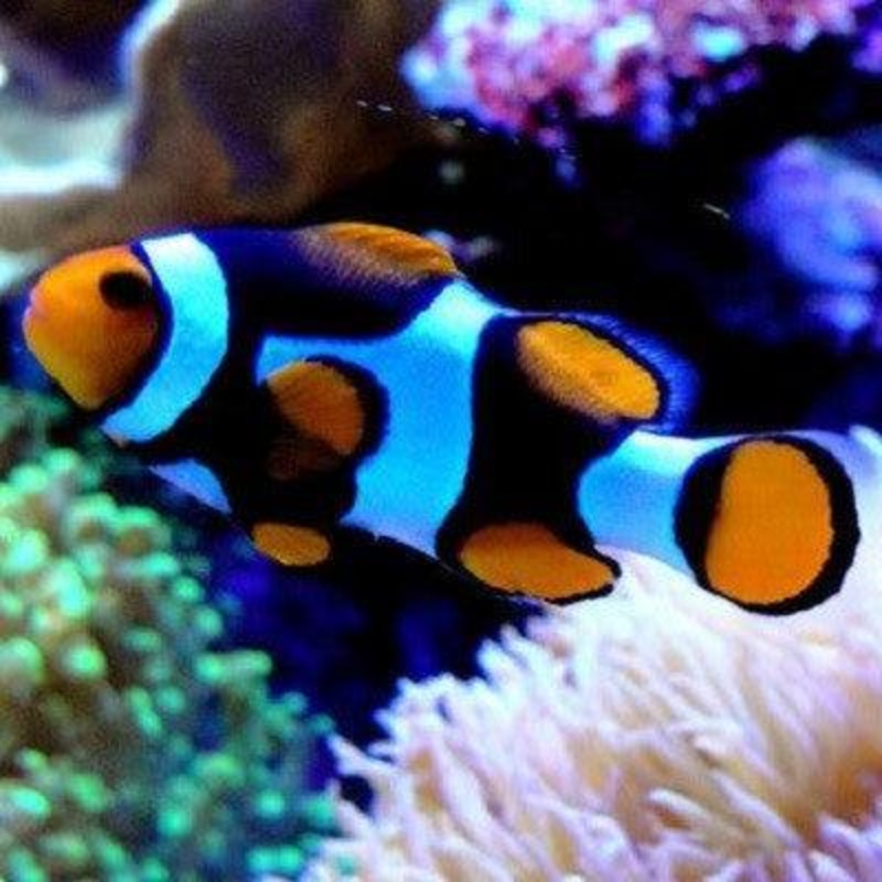 Onyx Percula Anemonefish