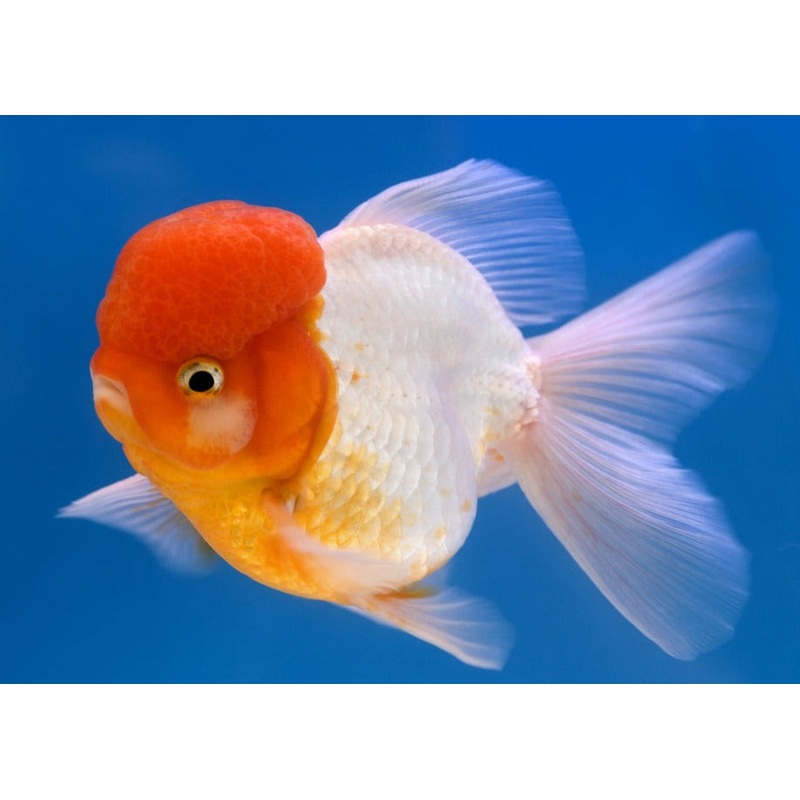 Oranda - Assorted Lionhead