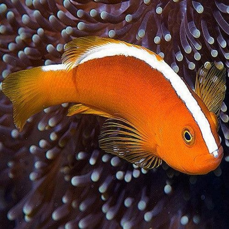 Orange Skunk Anemonefish