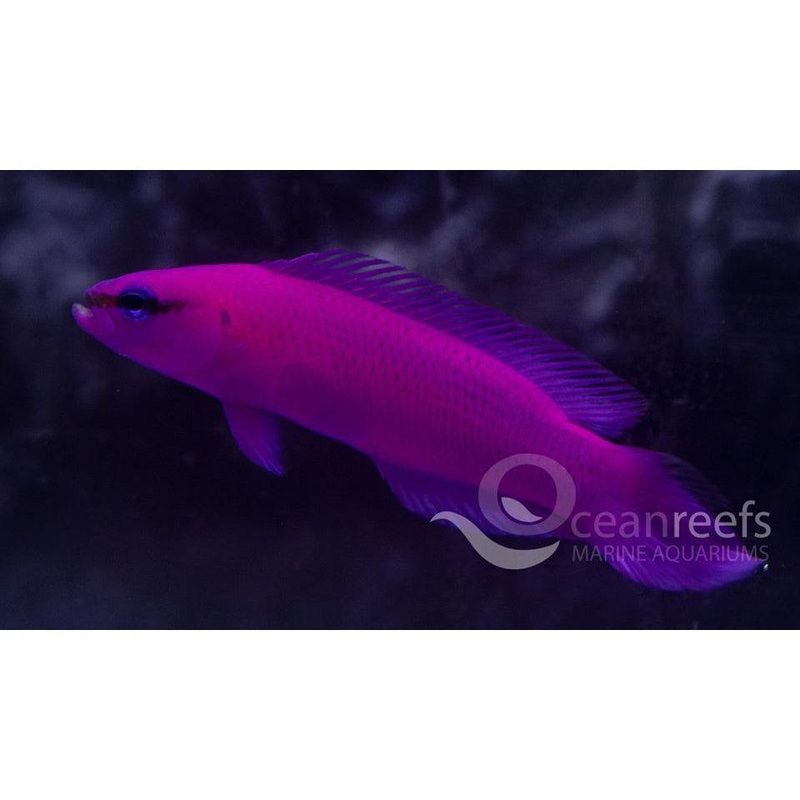 Orchid Dottyback (Captive Bred)